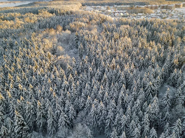 Vista Desde Dron Hermoso Bosque Nevado Invierno Los Rayos Del — Foto de Stock