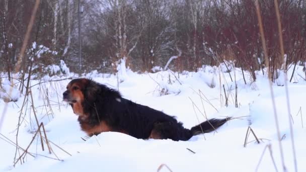 Un perro grande se sienta en la nieve y se alivia en la nieve en un día de invierno — Vídeos de Stock