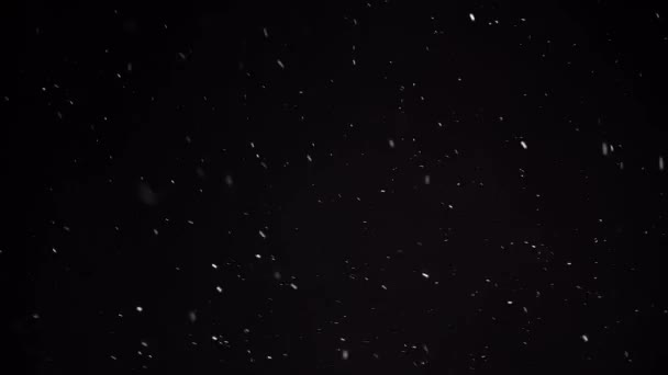 Echter Schnee, fallender Schnee, isoliert auf schwarzem Hintergrund in 4K, — Stockvideo