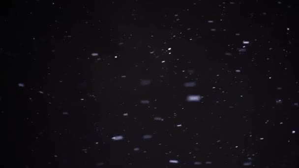 Echter Schnee, fallender Schnee, isoliert auf schwarzem Hintergrund in 4K, — Stockvideo