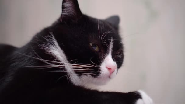 Czarny kot domowy z różowym nosem i białą szyją rozgląda się z sennymi oczami — Wideo stockowe
