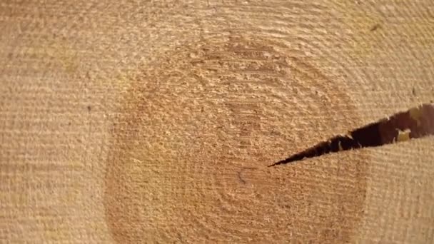 Перетин старого соснового дерева обертається . — стокове відео
