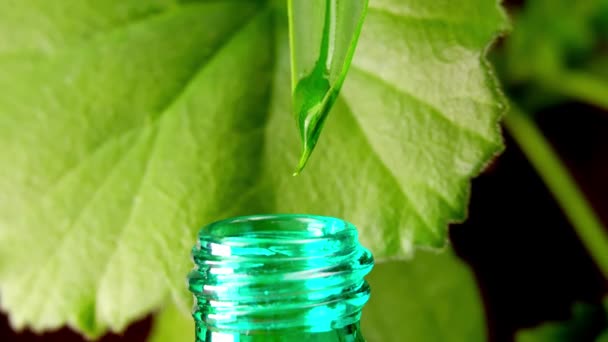 Вода капает из листьев в бутылку на фоне зелени и растений — стоковое видео