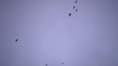 Bir sürü kuş, karga, gökyüzünde uçuyor. Akşam bulutlu gökyüzü.