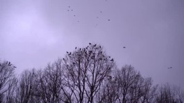 Bir sürü kuş, karga, gökyüzünde uçuyor. Akşam bulutlu gökyüzü.