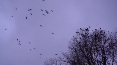 Bir sürü kuş, karga, gökyüzünde uçuyor. Akşam bulutlu gökyüzü.