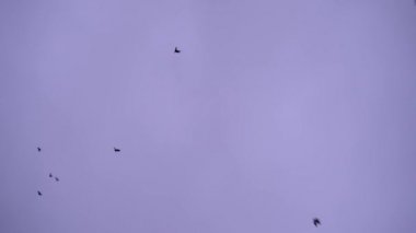 Bir sürü kuş, karga, gökyüzünde uçuyor. Akşam bulutlu gökyüzü.