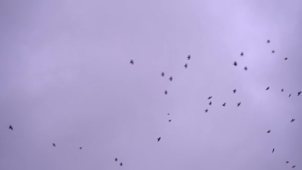 Muitos pássaros, corvos, voam no céu. Noite céu nublado nublado. — Vídeo de Stock