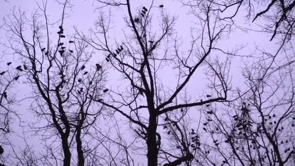 Un sacco di uccelli, corvi, volano nel cielo. Sera cielo nuvoloso coperto. — Video Stock