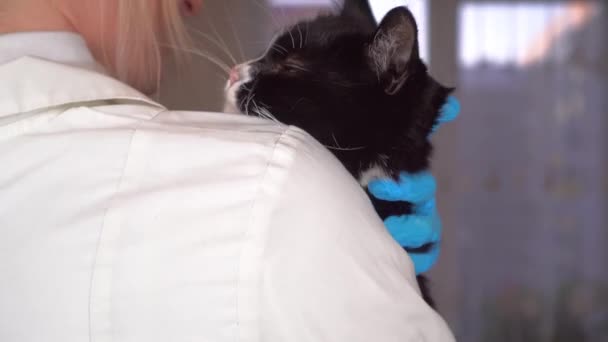 Ветеринар обнимает красивую кошку на столе для осмотра, — стоковое видео