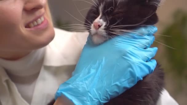 O veterinário abraça um belo gato na mesa de exame, — Vídeo de Stock