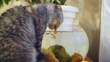 Bir İngiliz kedisi balıkların yüzdüğü bir akvaryumdan su içer..