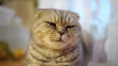 Bir İngiliz İskoç kedisi kameraya bakar..