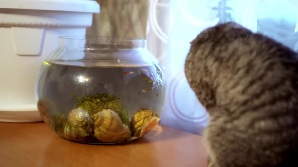A British cat washes up and sits on a table next to a fish tank. — Stock Video