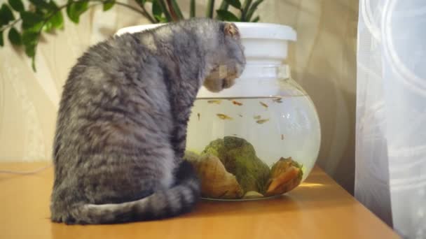 En brittisk katt dricker vatten från ett akvarium där fisk simmar. — Stockvideo