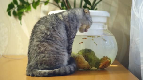 Un gato británico bebe agua de un acuario donde nadan los peces. — Vídeo de stock