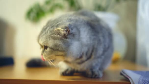 A British Scottish fold cat looks at the camera. — Stock Video
