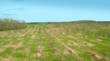 Genç elma bahçesi havadan.