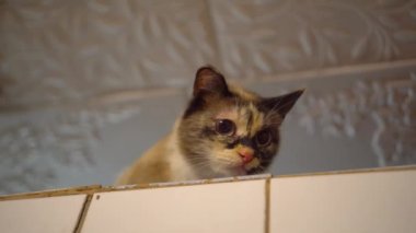 Korkmuş kedi Rus köyü sobasının üzerindeki kameraya bakıyor. Yakın plan.