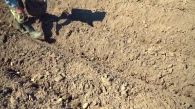 Erkek bir çiftçi, sabanla tarlada yürüyor ve elleriyle patates ekiyor..