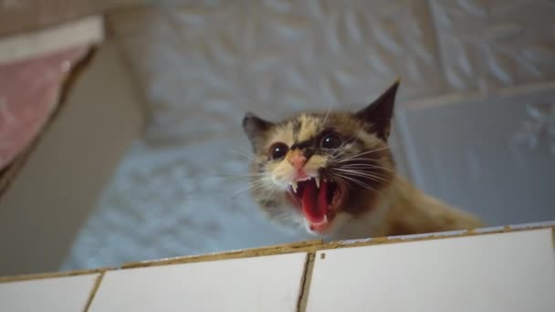 Агрессивный кот шипит на камеру, вселяет страх, инстинкт самосохранения. — стоковое видео