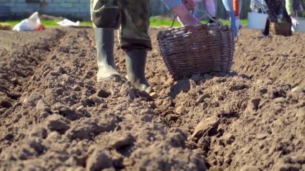 Un granjero camina a lo largo de un surco arado, y planta papas con sus manos. — Vídeos de Stock