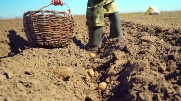 Um fazendeiro caminha ao longo de um sulco arado, e planta batatas com as mãos. — Vídeo de Stock