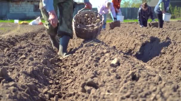 Um fazendeiro caminha ao longo de um sulco arado, e planta batatas com as mãos. — Vídeo de Stock