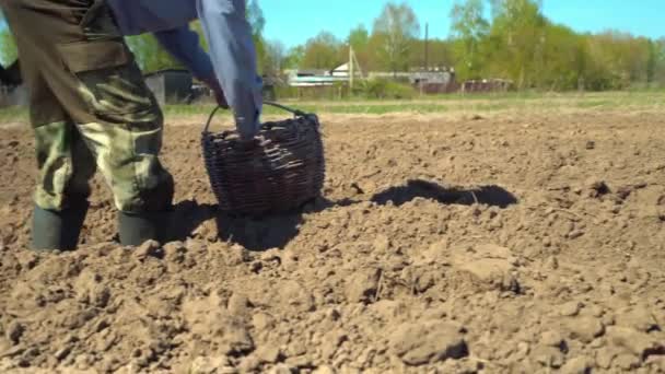 Un granjero camina a lo largo de un surco arado, y planta papas con sus manos. — Vídeos de Stock