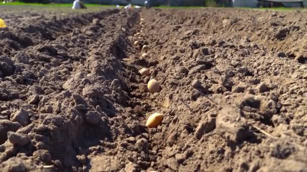 Plantación de patatas en un campo ecológico preparado para la plantación. — Vídeos de Stock