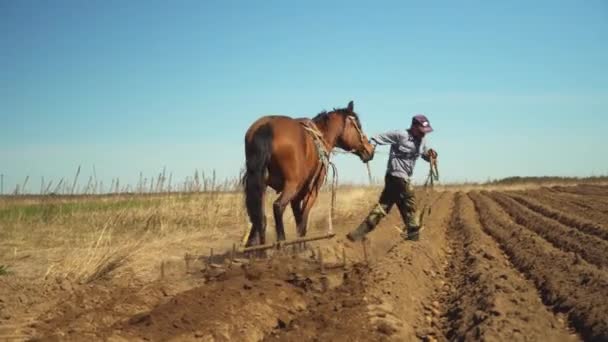 Um agricultor usa um arado puxado a cavalo para cultivar um campo. — Vídeo de Stock