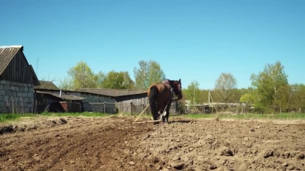 Een boer gebruikt een door paarden getrokken ploeg om een veld te kweken. — Stockvideo