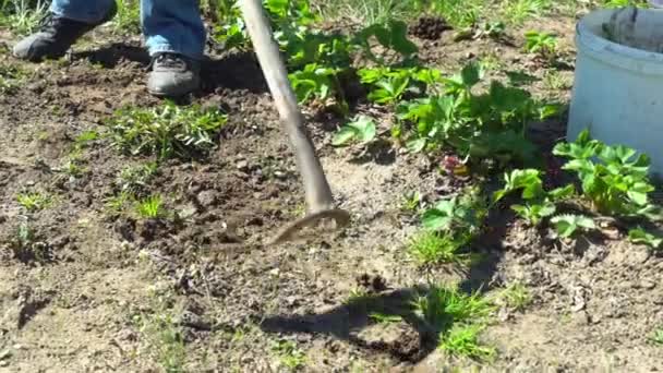 Close-up zicht van een schoffel in de modder, wieden tussen aardbeien. — Stockvideo