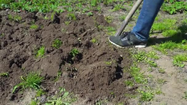 A farmer digs the ground with a shovel in his garden. Close up. — Stock Video