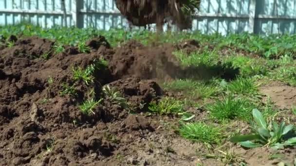 Een boer graaft de grond met een schop in zijn tuin. Sluiten.. — Stockvideo
