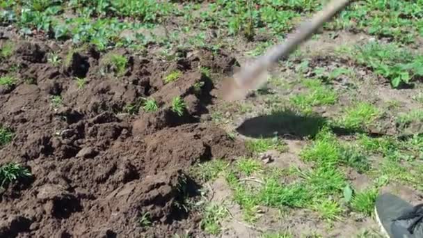 農家は自分の庭にシャベルで地面を掘る。閉じろ!. — ストック動画