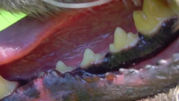Großaufnahme eines Hundemauls. Zähne zeigen etwas Zahnberechnung. — Stockvideo