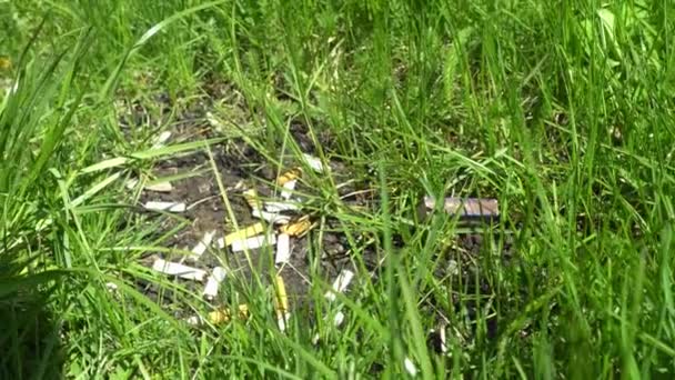 많은 담배 꽁초들이 푸른 잔디 위에 놓여 있습니다. 환경 오염. — 비디오