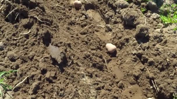 Plantación de patatas en un campo ecológico preparado para la plantación. — Vídeos de Stock