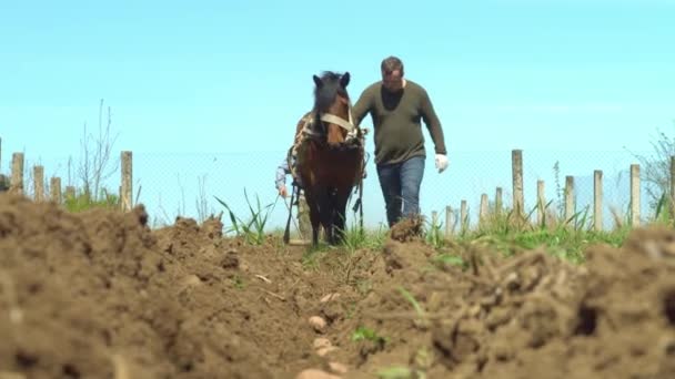 Een boer gebruikt een door paarden getrokken ploeg om een veld te kweken. — Stockvideo