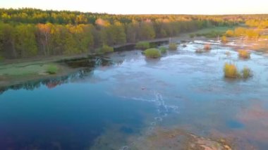 Sığ sularda bir geyiğin havadan görünüşü, vahşi doğada gölde benekli bir geyik..