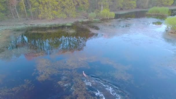 Vista aérea de un ciervo en aguas poco profundas, un ciervo manchado en un lago, en la naturaleza. — Vídeo de stock