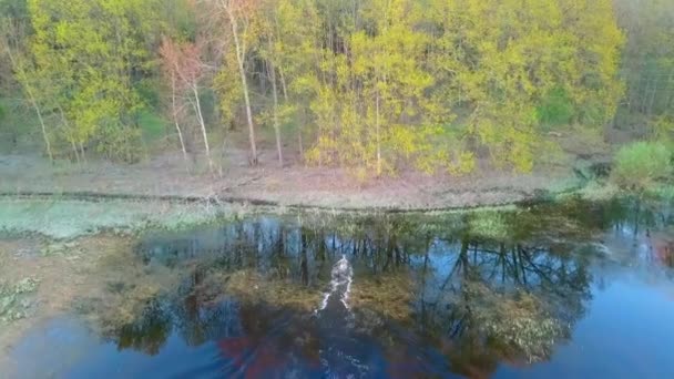Vista aérea de un ciervo en aguas poco profundas, un ciervo manchado en un lago, en la naturaleza. — Vídeo de stock