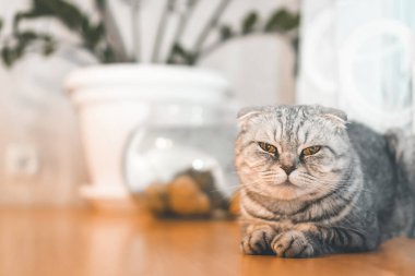 Güzel gri İskoç kedisi fotokopi alanı olan bir masaya oturur, arka planda bir bitki ve balıklı bir akvaryum vardır.