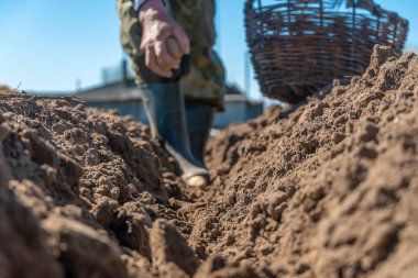 Erkeklerin elleri, güneşli bir günde, baharda toprağa eski patatesleri eker. Seçici odak