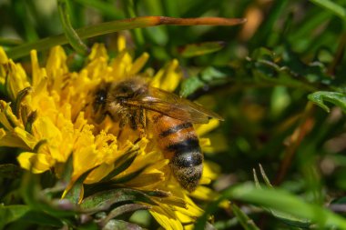 Polenli arı, bir karahindiba olan Taraxacum 'un üzerinde oturur. Böcek sarı bir çiçeği döller. Bir çiçeğin ve eşekarısının makro fotoğrafçılığı