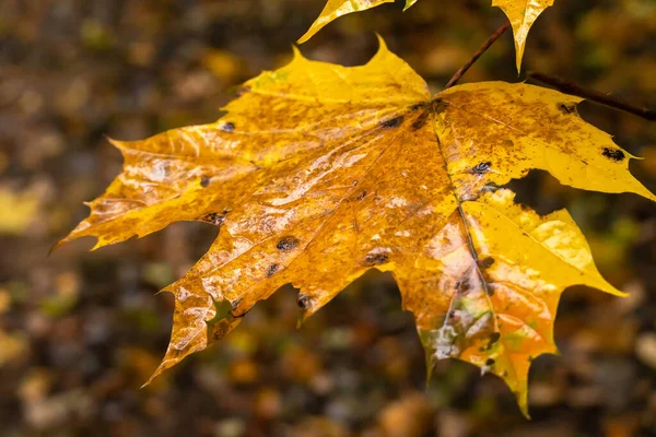 Gros Plan Une Feuille Érable Orange Humide Automne Dans Forêt — Photo