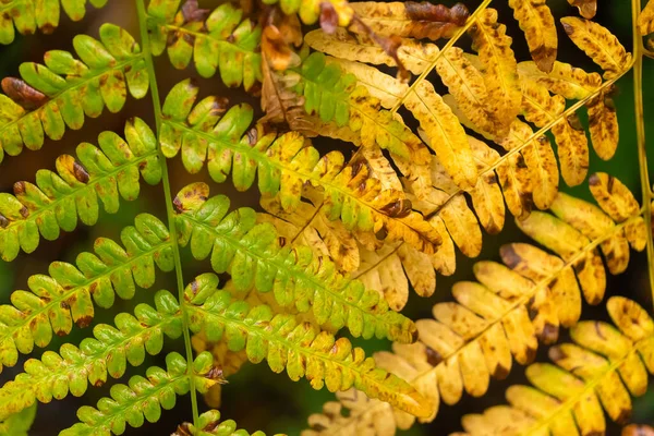 Hojas Helecho Verde Amarillo Húmedo Otoño Cerca Contexto —  Fotos de Stock