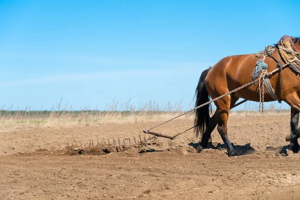 Koń Broną Zaprzęgnięty Polu Słoneczny Wiosenny Dzień Błękitnym Niebem Przestrzenią — Zdjęcie stockowe