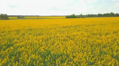 İHA sarı kolza tohumu tarlasında uçuyor. Tepe arazisi ve ufukta orman.